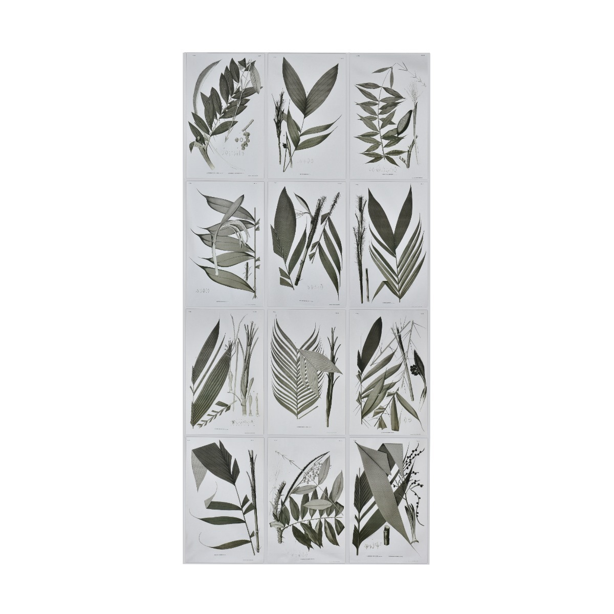 Tecido Botânica Cedro