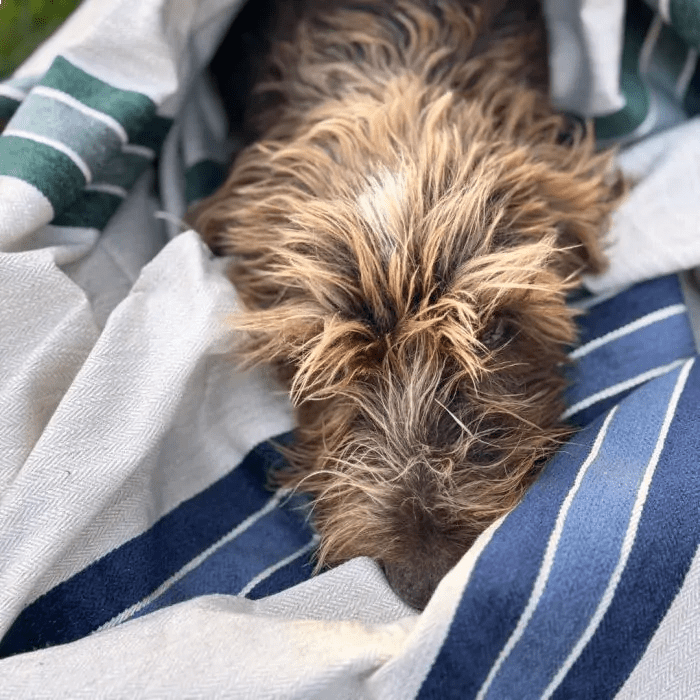 Tecido Lista Chenille Blue