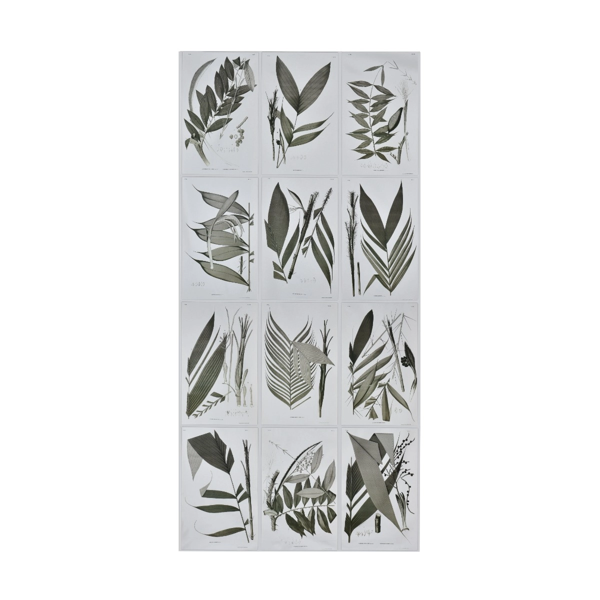 Tecido Botânica Cedro