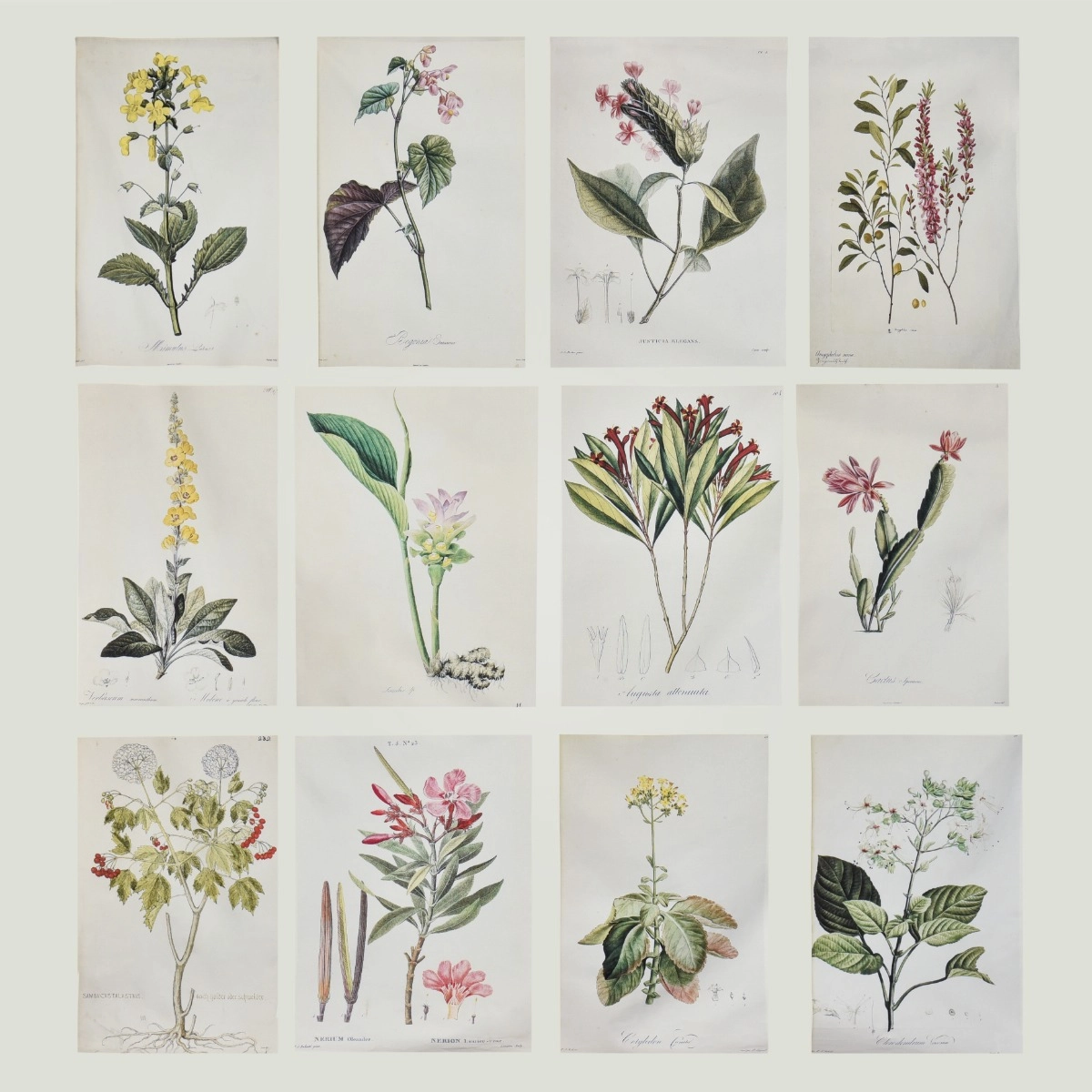 Tecido Quadro de Flores Magenta